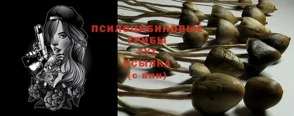прущие грибы Белокуриха