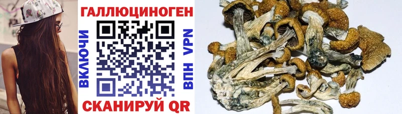 Купить закладки  Берёзовский  Псилоцибиновые грибы GOLDEN TEACHER 